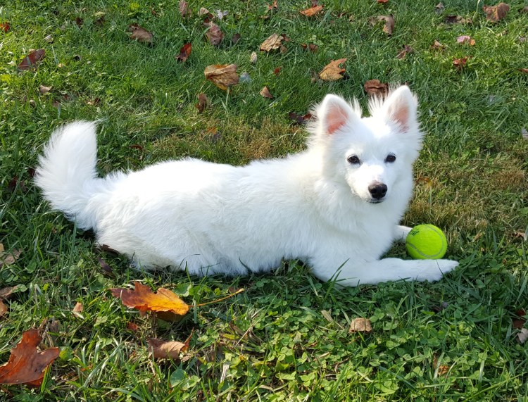 Американский эскимосский шпиц