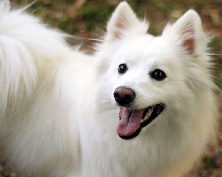 Эскимосский шпиц