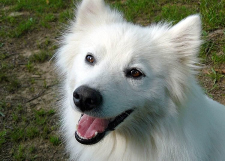 American Eskimo Dog