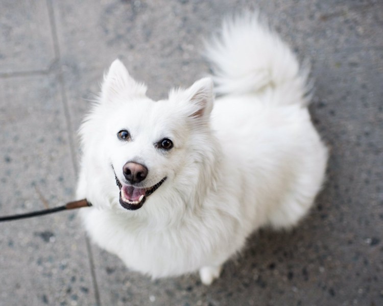 Американская эскимосская собака