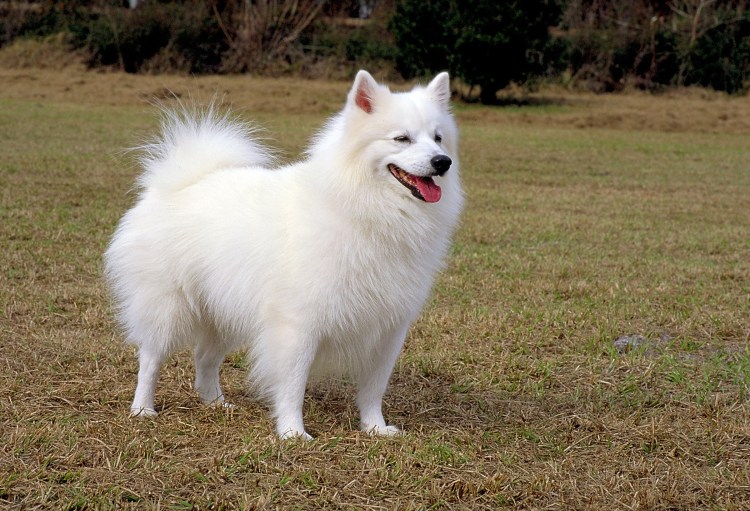 Американский эскимосский шпиц рядом с человеком