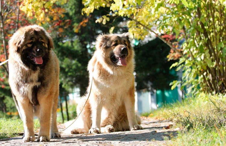 Кавказская овчарка породы волкодав