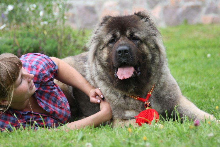 Аборигенная Кавказская овчарка