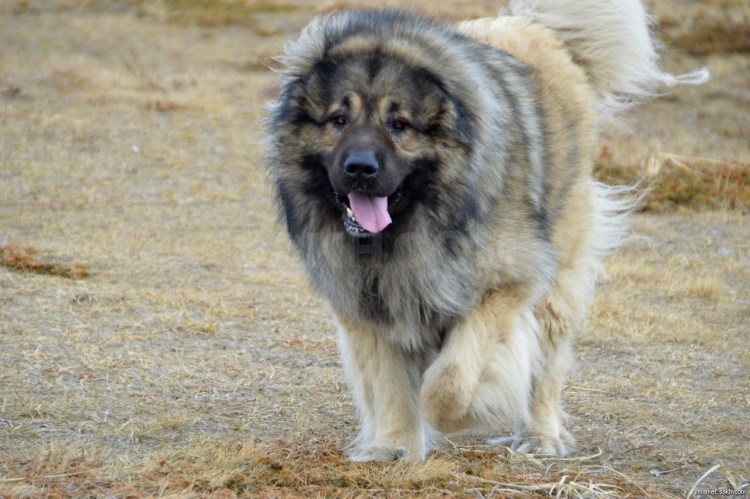 Кавказская овчарка волкодав