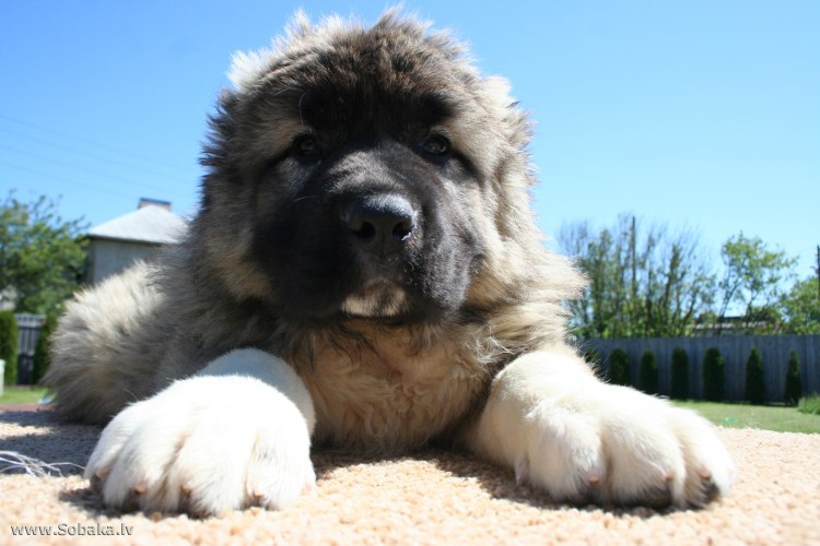 Кавказская овчарка, Маныкина