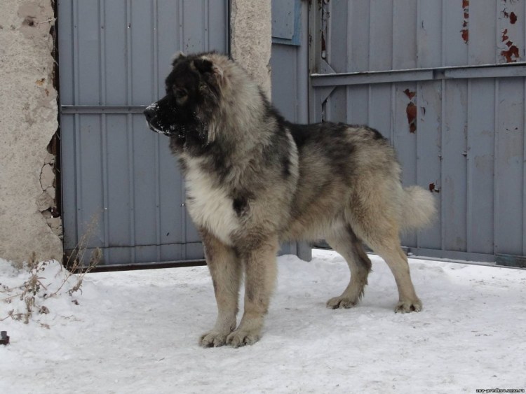 Аборигенная Кавказская овчарка