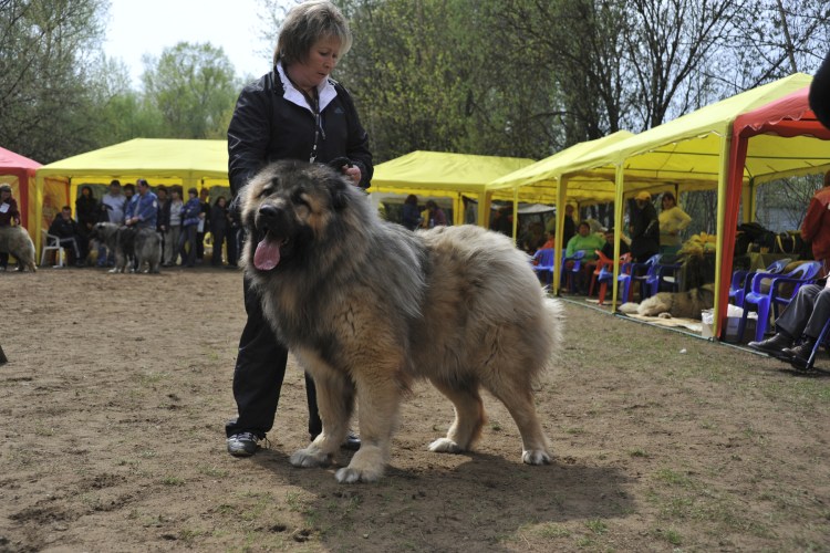 Нагази Грузинская овчарка