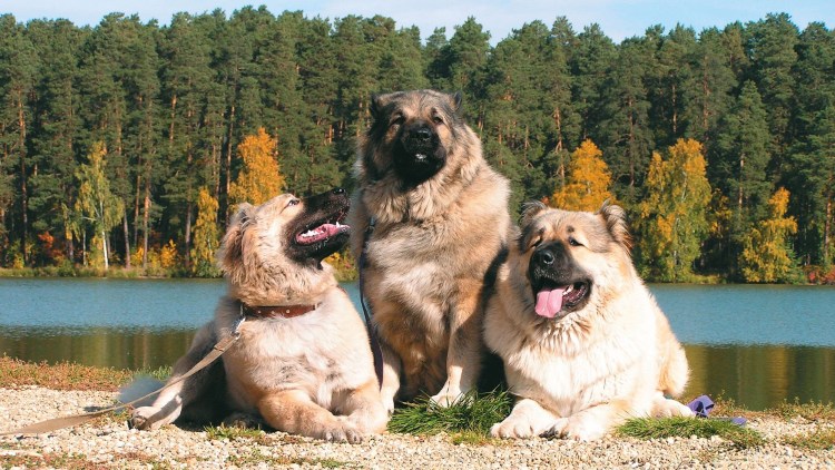 Кавказский волкодав