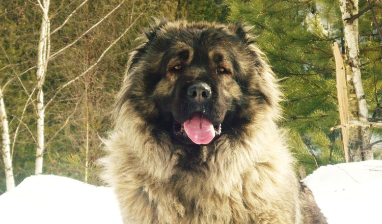 Кавказская овчарка волкодав