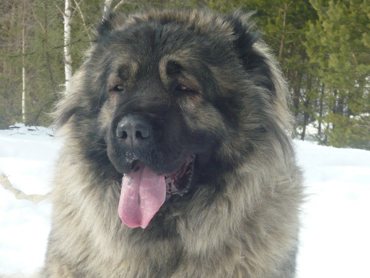 Грузинский волкодав нагази