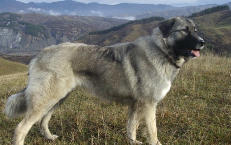 Собака волкодав Кавказская овчарка