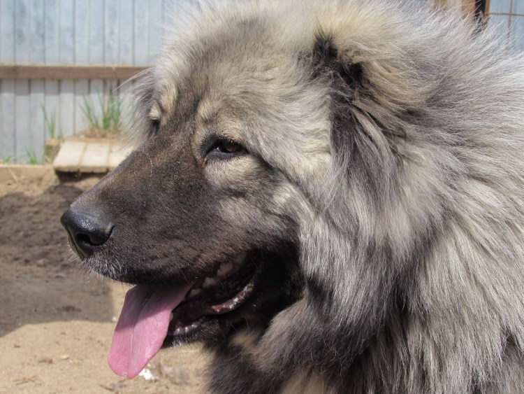 Кавказская овчарка фото