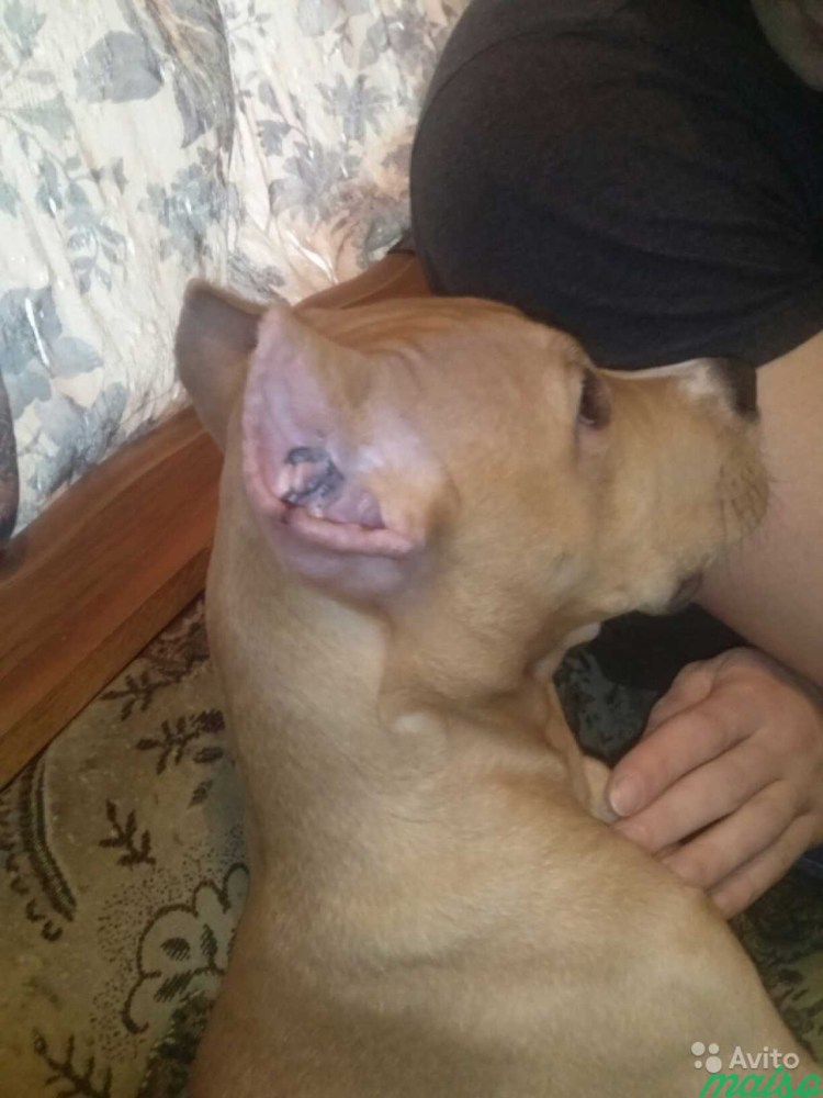 Обрезание ушей у питбуля