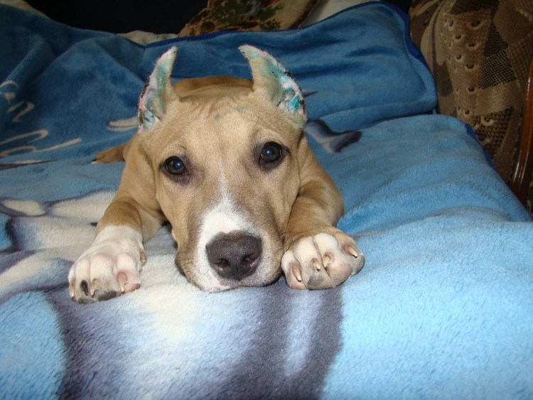 Схема купирования ушей Кане Корсо