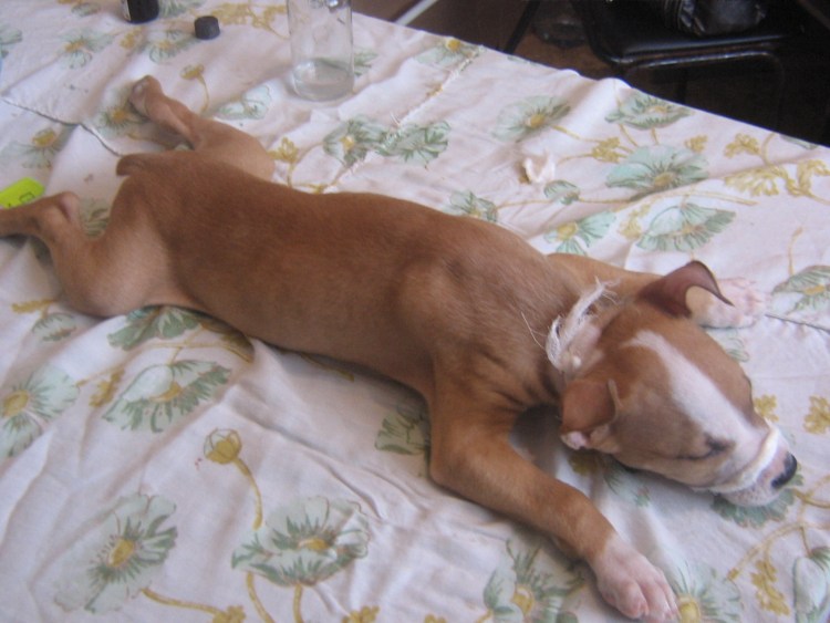 Питбуль купированный хвост