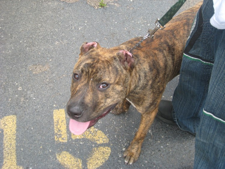 Собака до и после купирования ушей