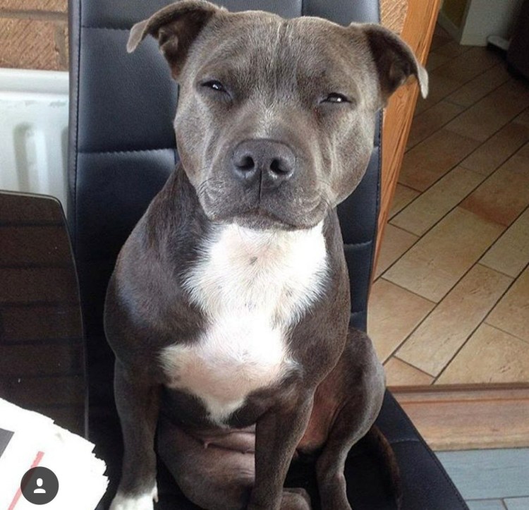 Чёрный пит с купированными ушами