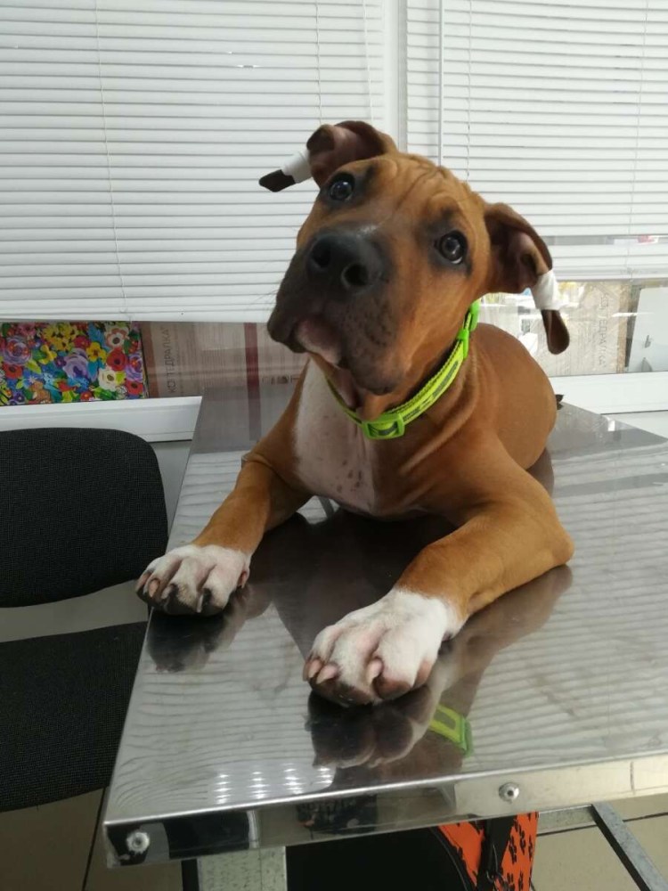 Стаффордширский терьер некупированный