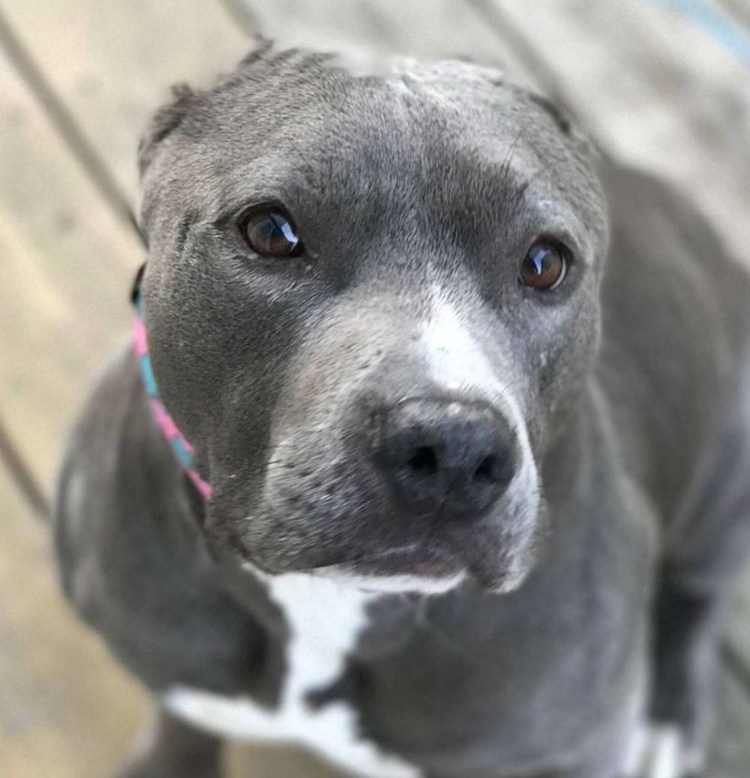 Стаффордширский терьер бойцовская порода