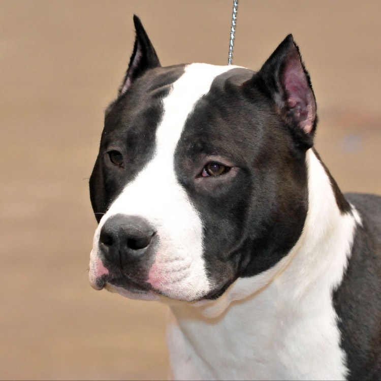 Белоголовый стаффордширский терьер