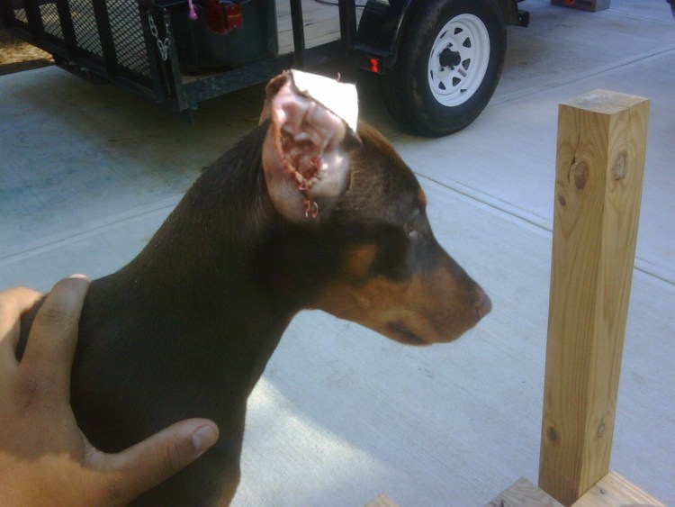 Аргентинский стаффордширский терьер