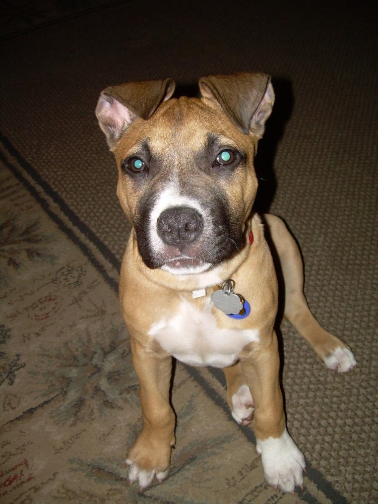 Стаффордширский терьер уши купированные