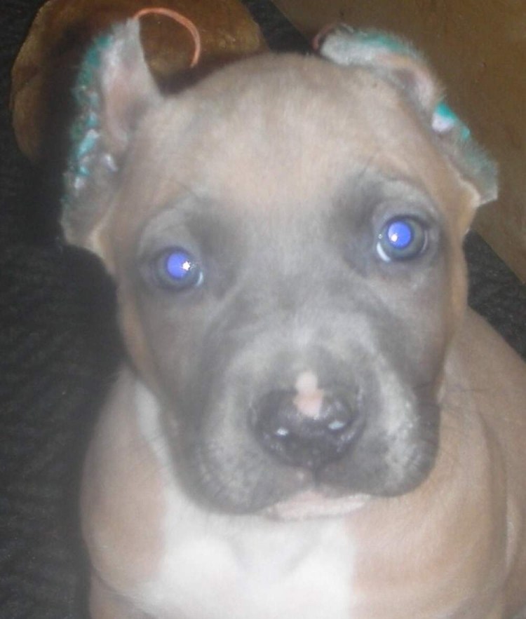 Формы купированных ушей