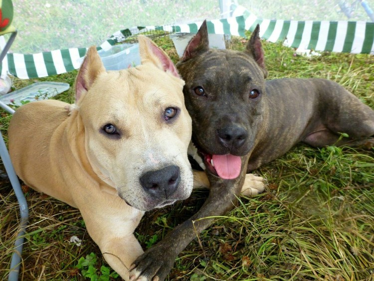 Питбуль с ушами