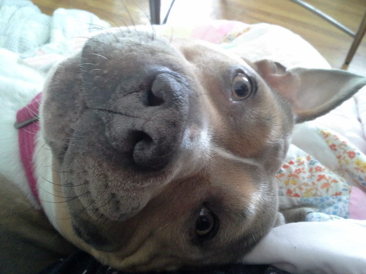 Питбультерьер некупированный