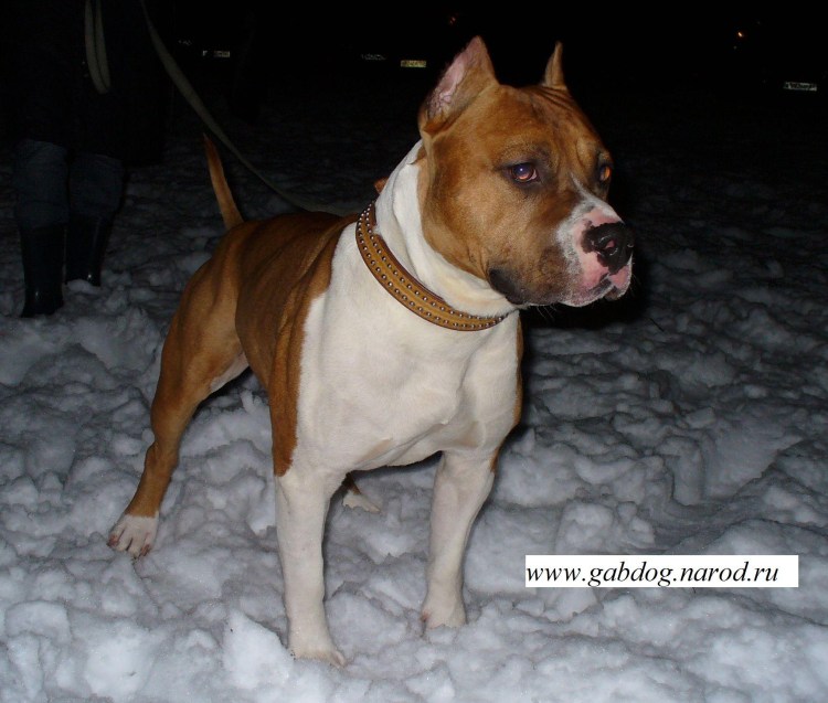 Стаффордширский терьер купирование