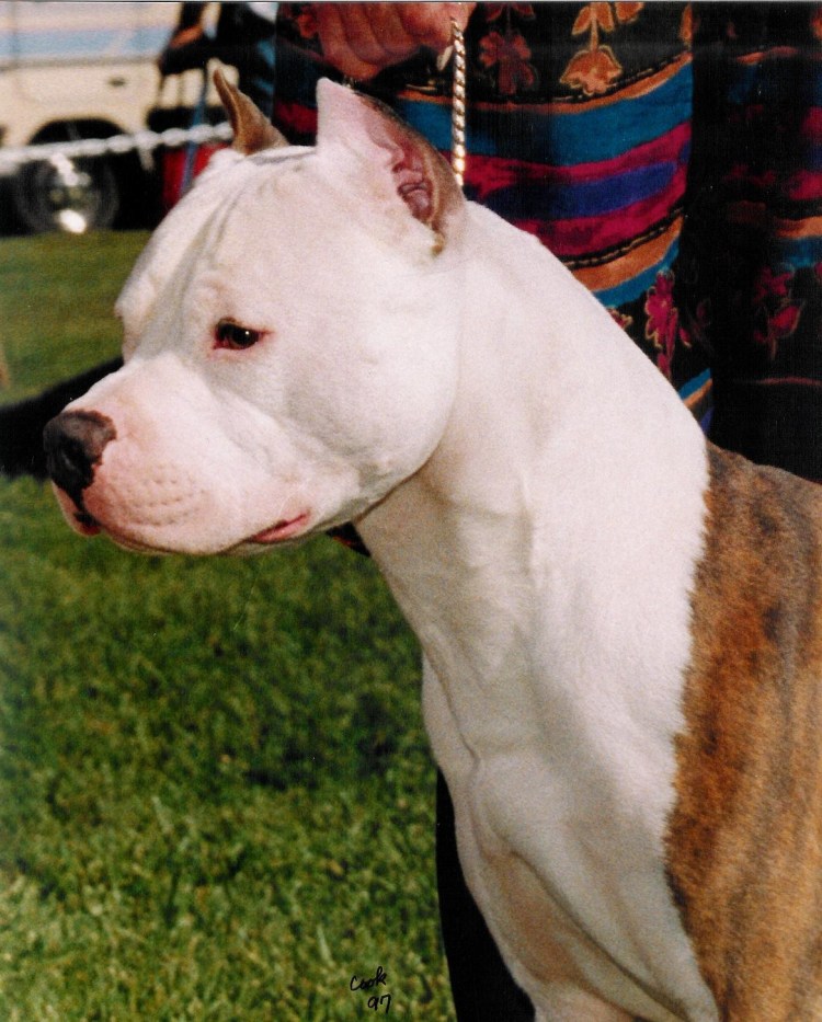 Американский булли XL