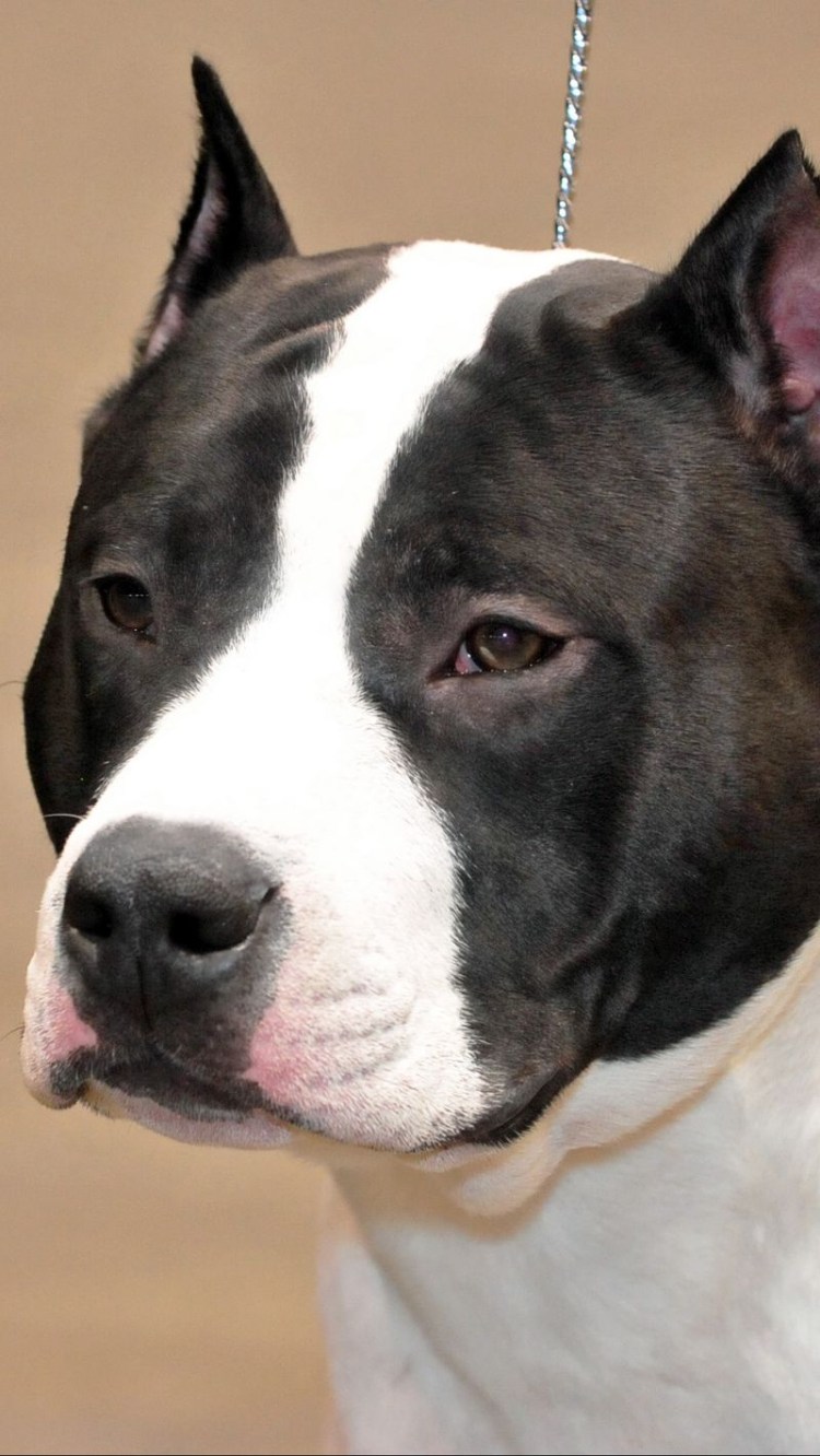 Стафтерьер белый