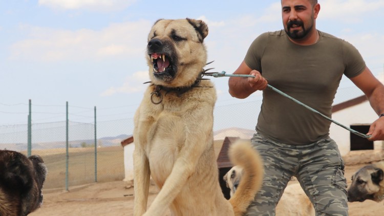 Алабай с хозяином