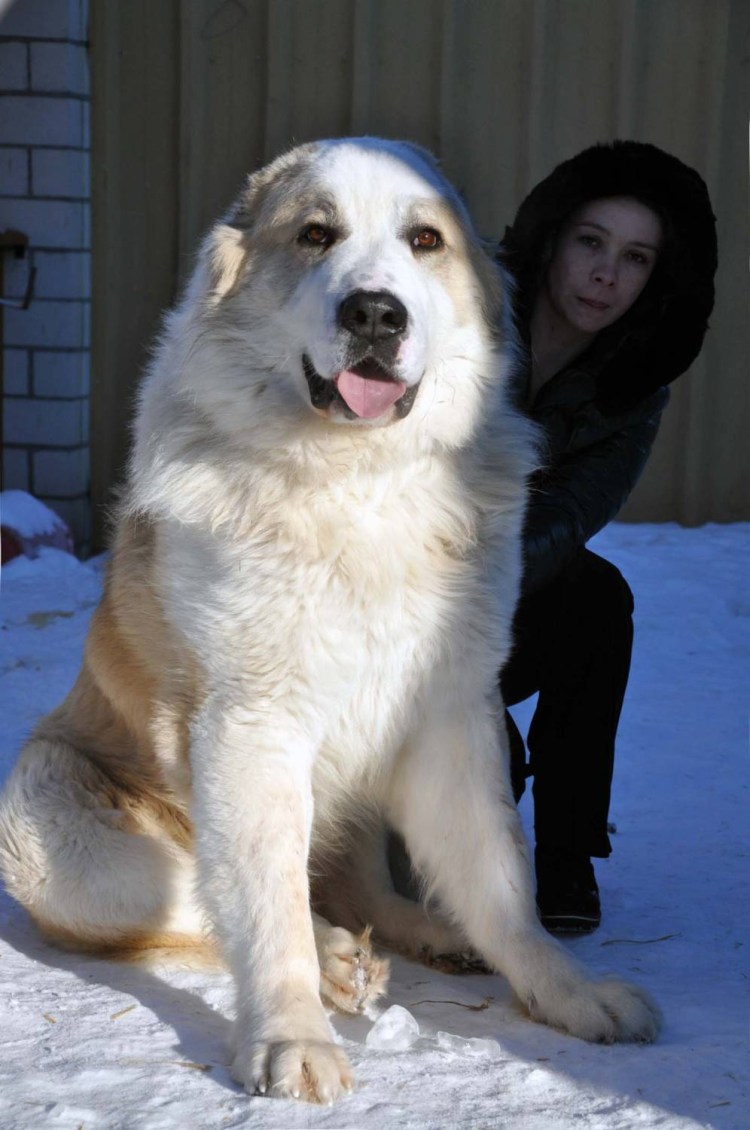 Самого самого самого сильного алабая в нашем городе