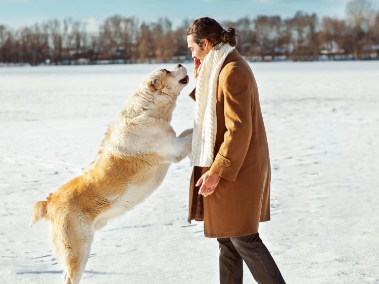 Среднеазиатская овчарка алабай вес