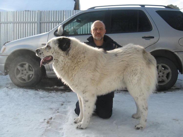 Туркменский алабай