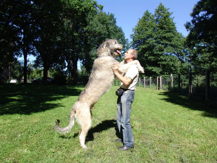 Туркменский волкодав кангал