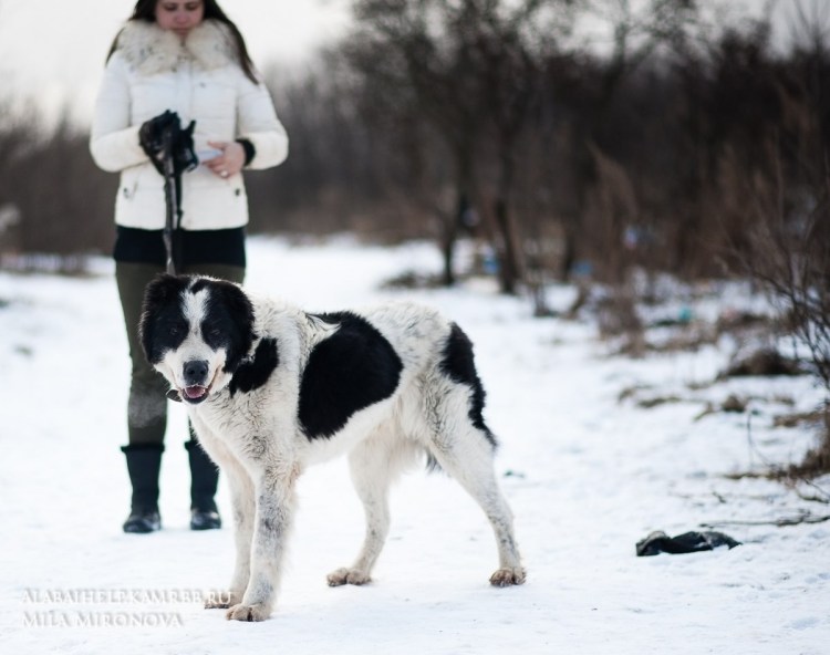 Туркменский алабай