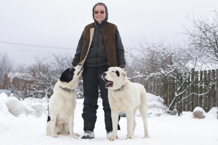 Алабай бульдозер