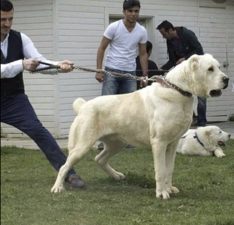 Среднеазиатская овчарка алабай бульдозер