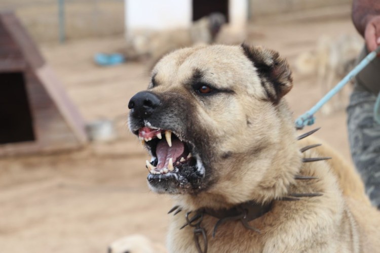 Алабай большой