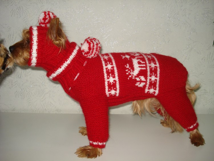 Вязаная одежда для собак
