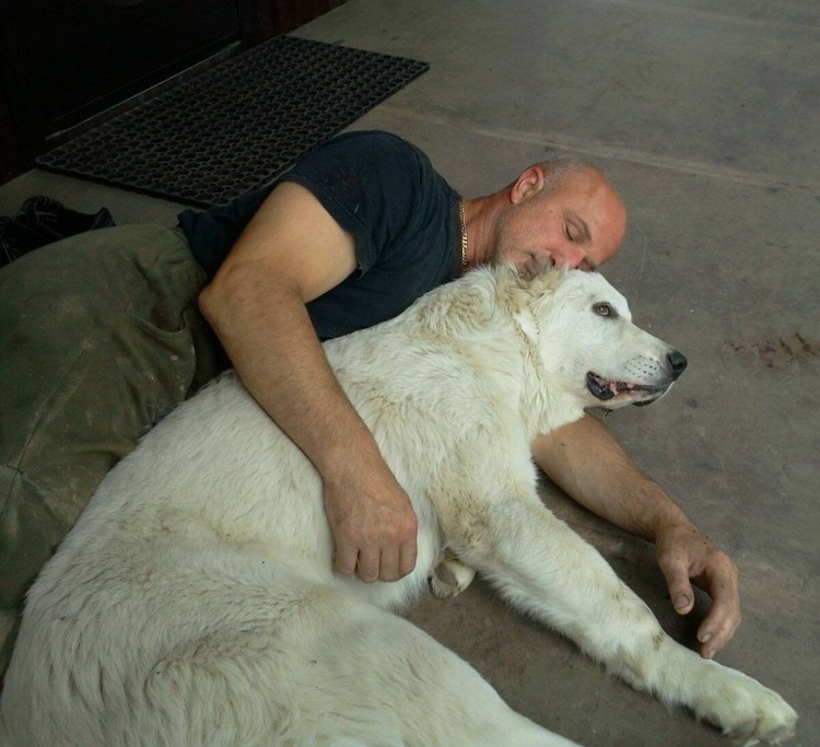 Аляскинский маламут и алабай