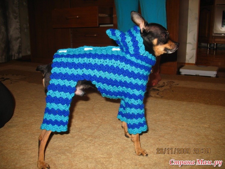 Одежда спицами для той терьера