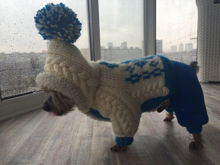 Вязаные комбинезоны для спаниеля