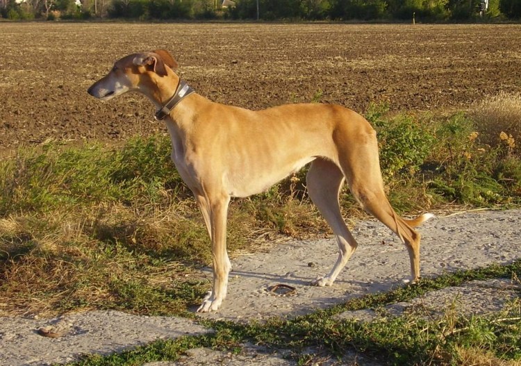 Порода хортая борзая