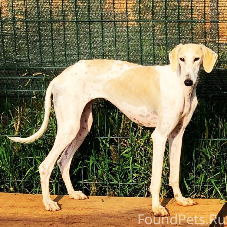 Салюки гладкошерстные