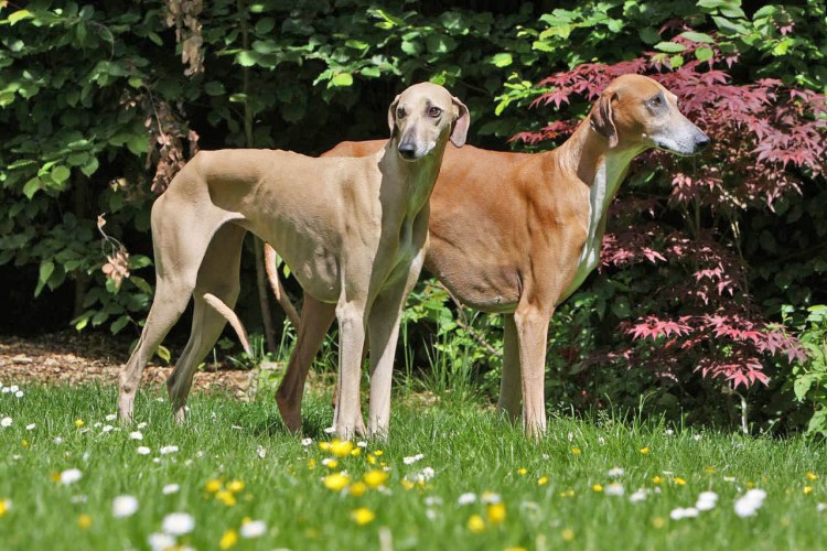 Азавак (Африканская гончая