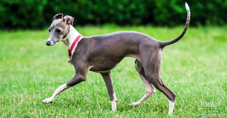 Левретка гончая борзая