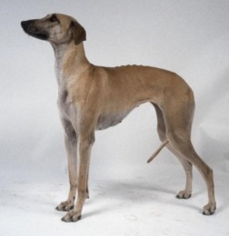 Арабская борзая слугги